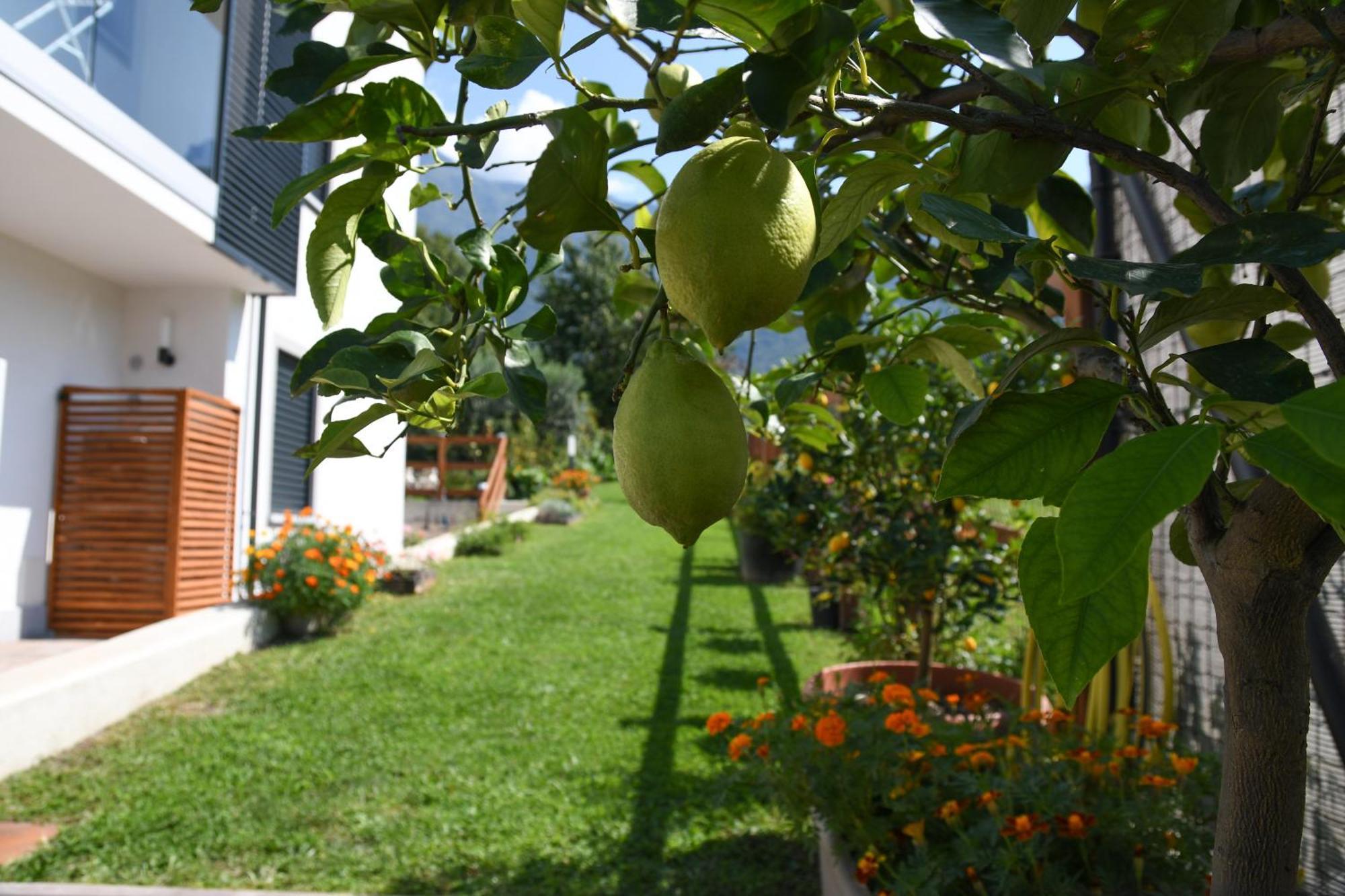 Il Giardino Dei Ciliegi Lägenhet Colico Exteriör bild