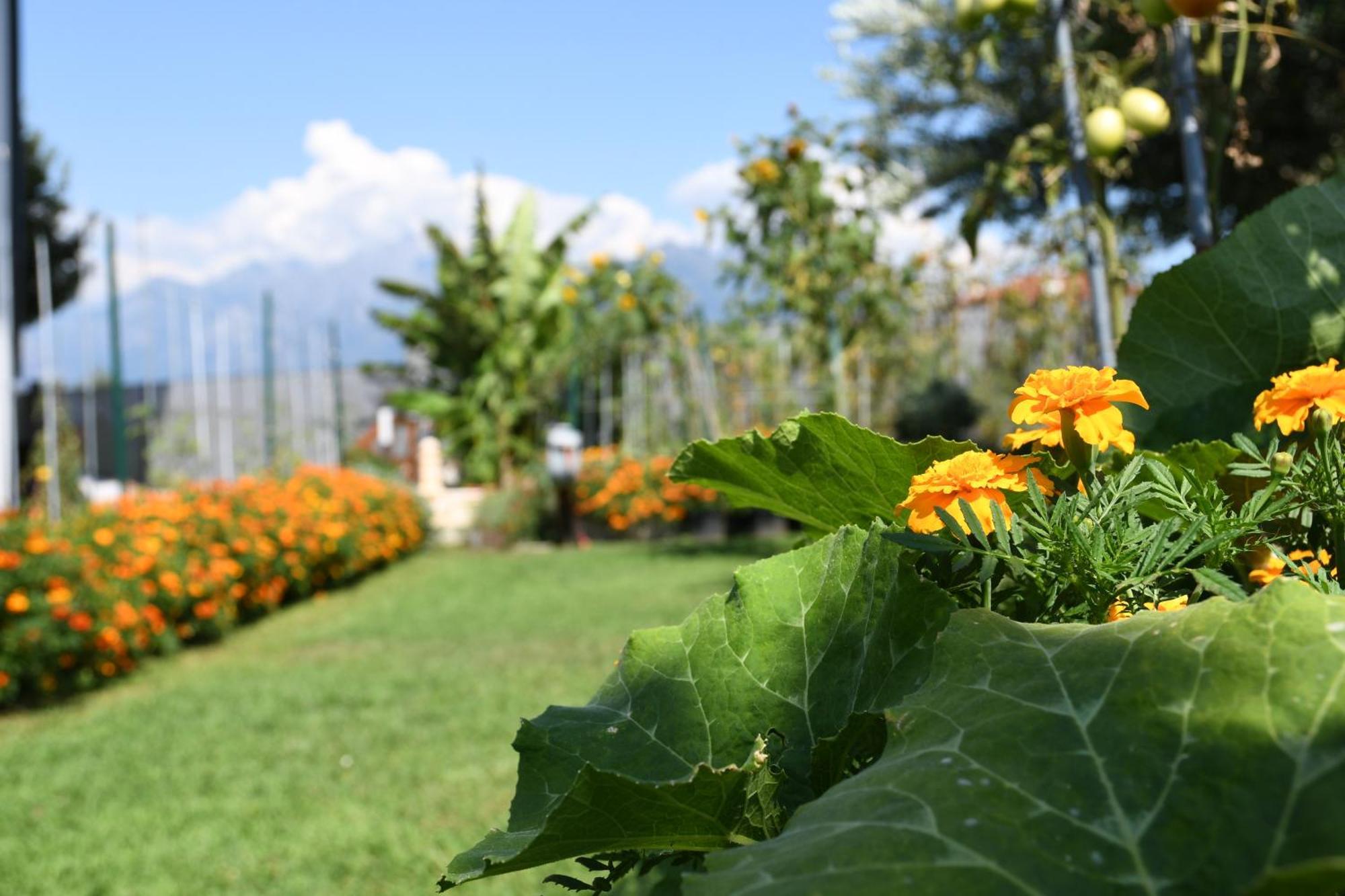 Il Giardino Dei Ciliegi Lägenhet Colico Exteriör bild