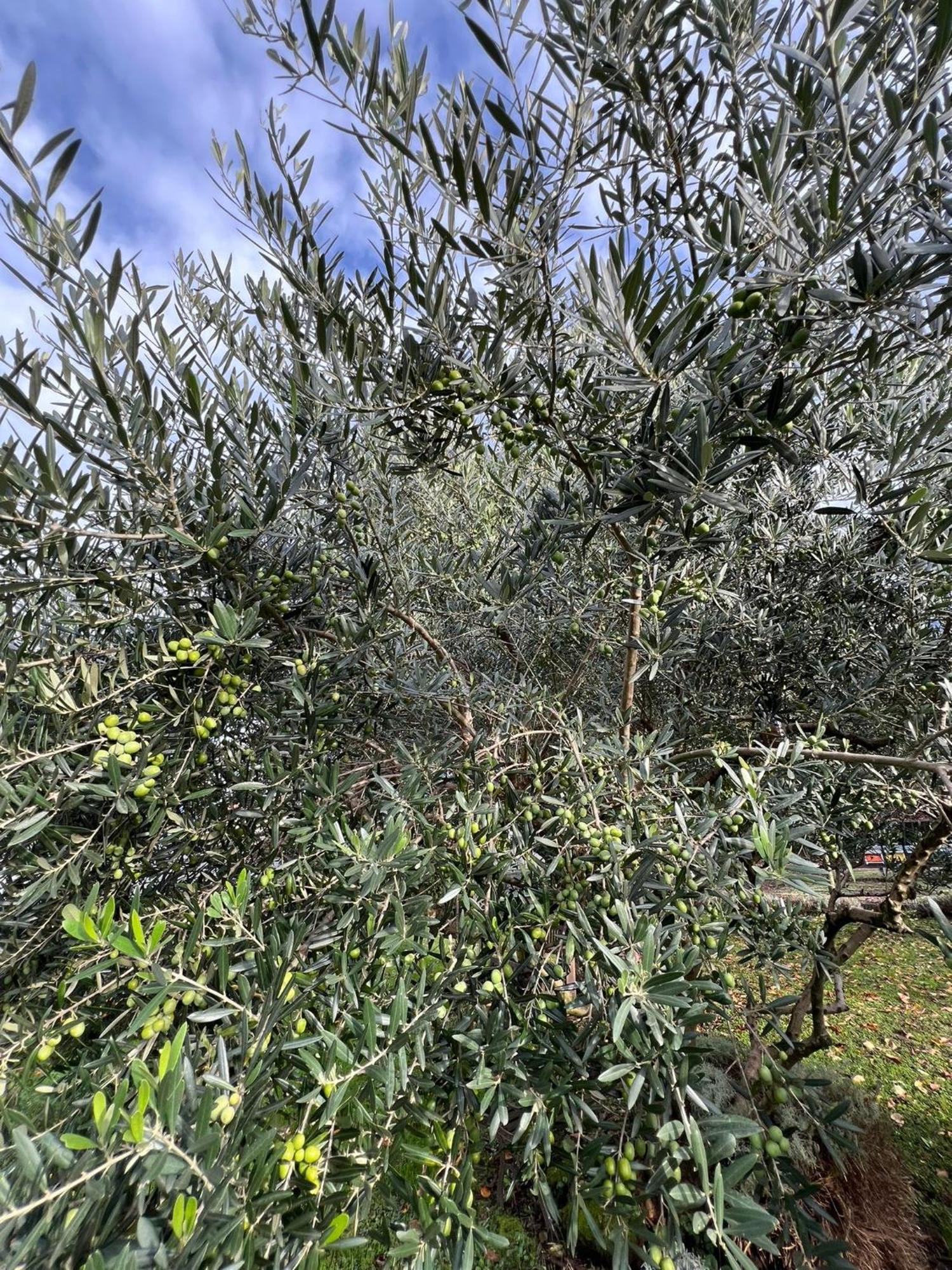 Il Giardino Dei Ciliegi Lägenhet Colico Exteriör bild