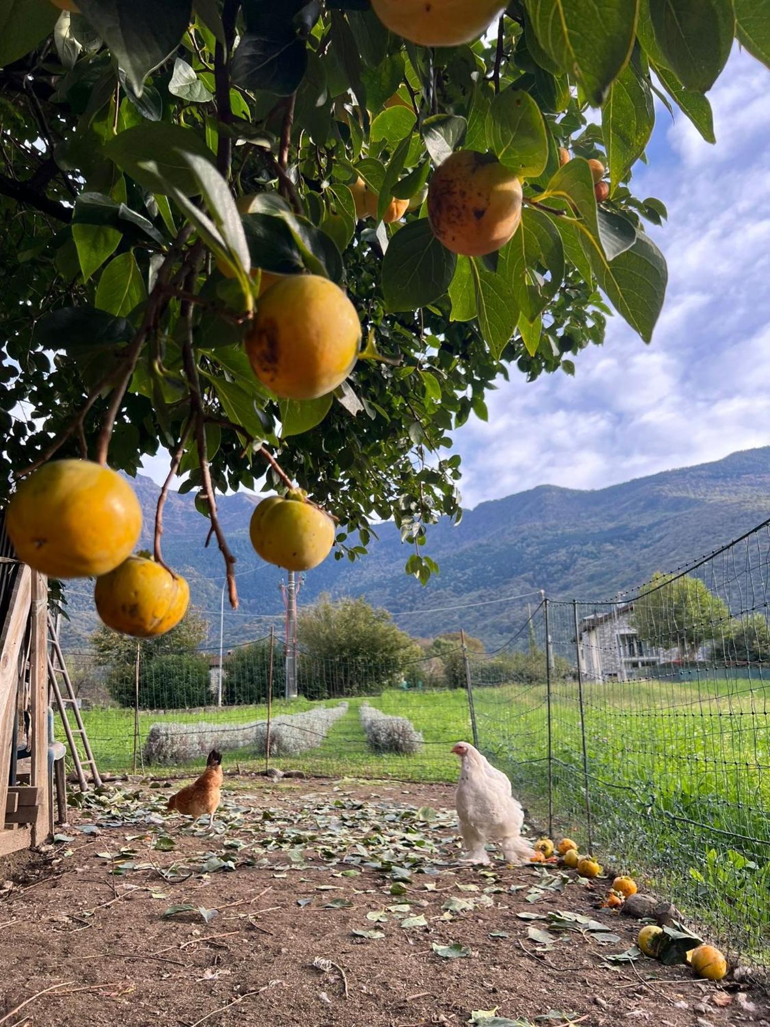 Il Giardino Dei Ciliegi Lägenhet Colico Exteriör bild