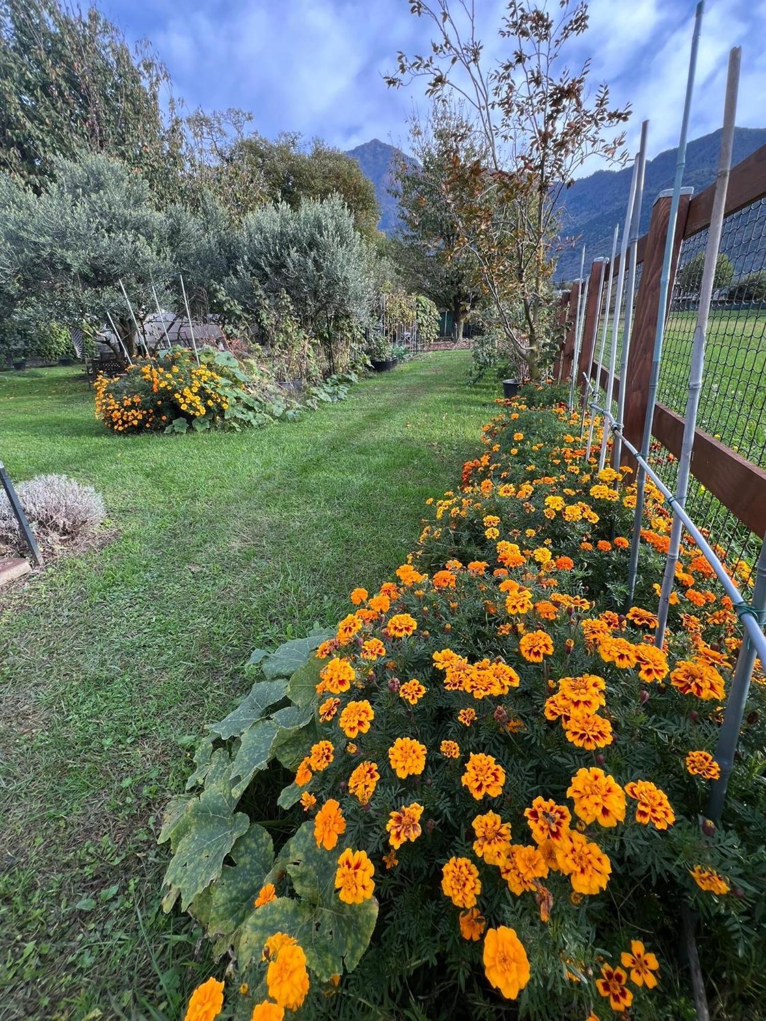 Il Giardino Dei Ciliegi Lägenhet Colico Exteriör bild